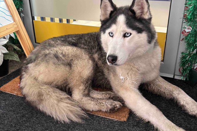 Sibirski haski pronađen u Beogradu