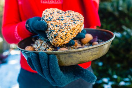 Hranjenje ptica zimi