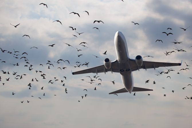 Bird strike