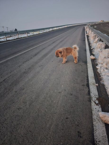 Napušteni čau čau