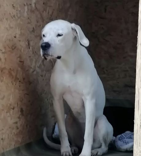 Dogo argentino u azilu