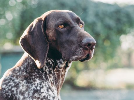 Nemački kratkodlaki ptičar