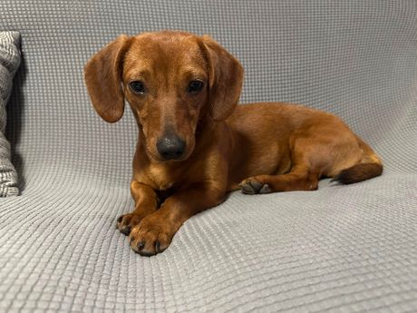 Ženka jazavičara nađena u vozu Novi Sad-Beograd