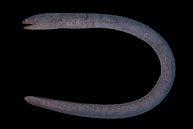 Hadova murina (Uropterygius hades)