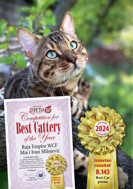Raja Empire WCF Bengal Cattery među 10 najboljih odgajivačnica u Srbiji