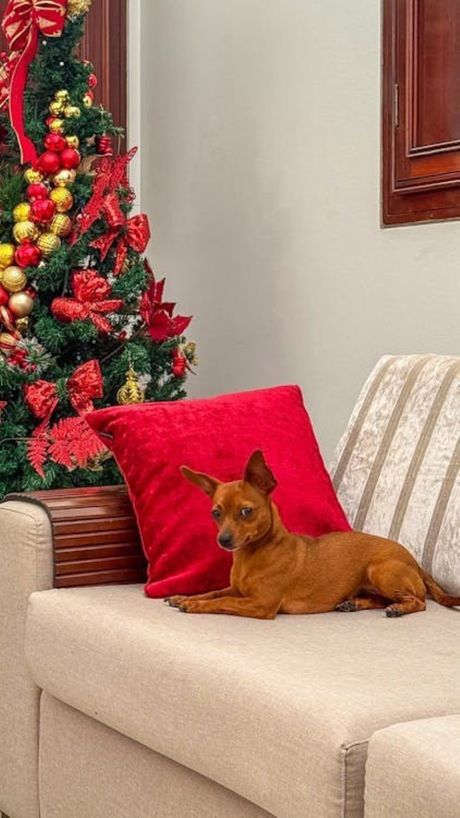 Ljubimci novogodišnje odluke