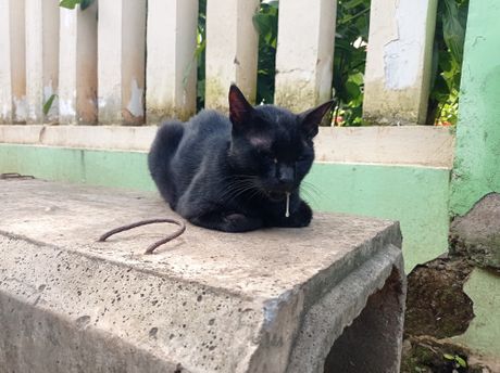 Mačka pojačano lučenje pljuvačke