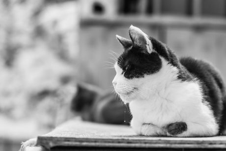 Mačka pojačano lučenje pljuvačke