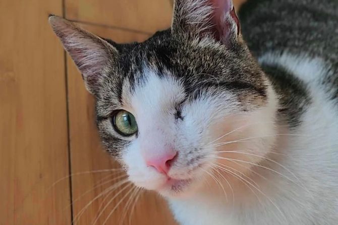 Jednooki mačak sa Palilule