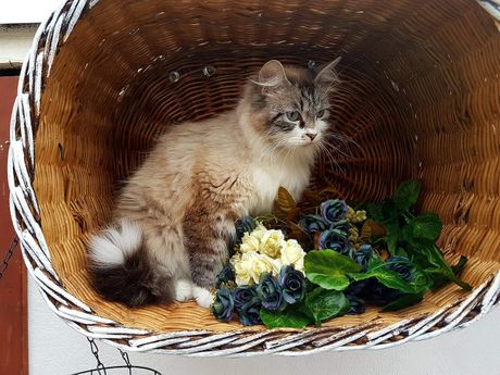 Isis Divinitysib of Bastet Beauty