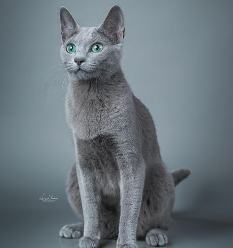 Nataly vom Wolfsee of Bastet Beauty