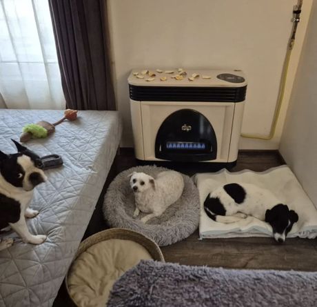 Pas Šuca iz Maradika