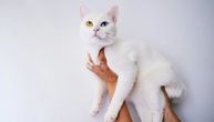 Tražite savršenu belu mačku? ČETIRI snežne kraljice žutih očiju iznenadiće vas elegancijom i karakterom
