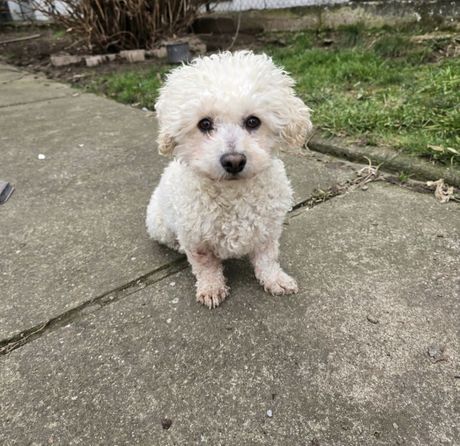 Pas Naomi udomljavanje