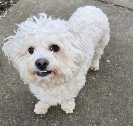 Pas Neo udomljavanje