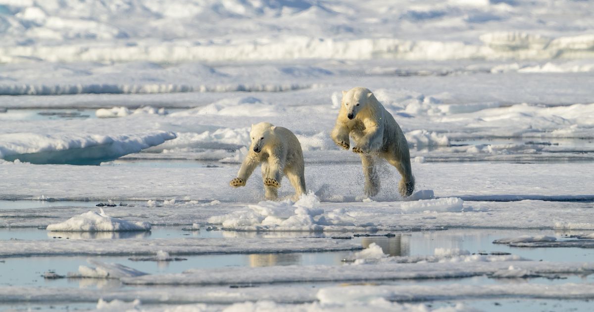 Katastrofa: Topljenje leda prepolovilo broj belih medveda - Nauka Telegraf