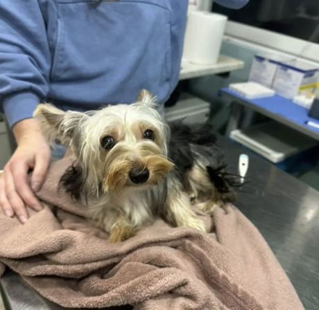 Jorkširski terijer iz kontejnera