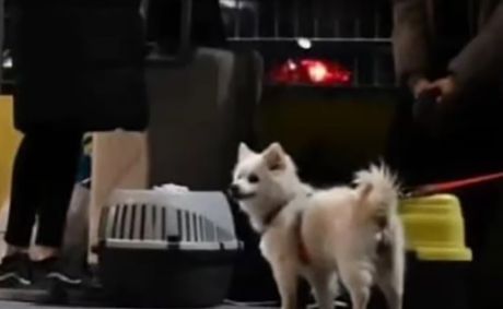 Ljubimci na Santoriniju