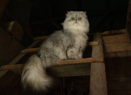 Činčila krzno persijske mačke