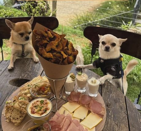 Pas Frederiko i njegov brat Tuniko