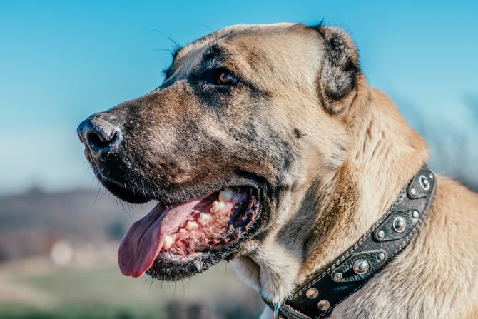 Turski šepard  Kangal pas