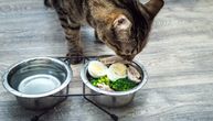 8 namirnica koje treba da podelite sa svojom mačkom: Jedna od njih je redovan sastojak gotove mačije hrane