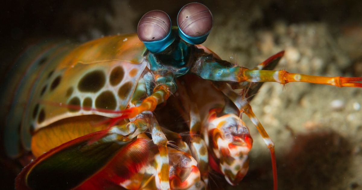 Odontodactylus scyllarus ima najbrži udarac na svetu, otkriveno zašto ...