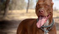 Neviđena pomama u svetu za pitbulom crvenog nosa: Zašto je baš ovaj tip rase najtraženiji i najskuplji