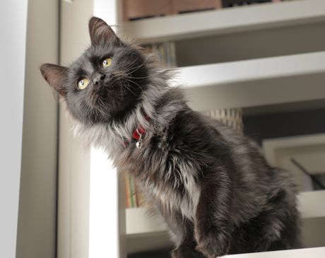 Mačka šantili tifani