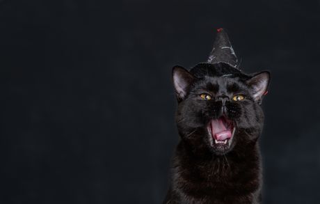 Mačka noćno mjaukanje