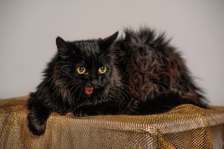 Mačka šantili tifani