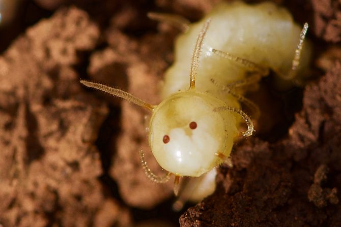 Larva muve sa lažnim licem