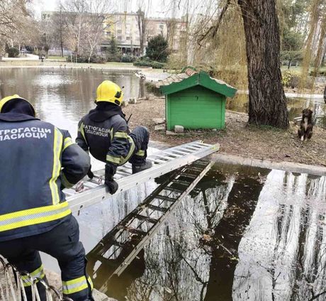 Spasavanje psa u Dunavskom parku.u Novom Sadu