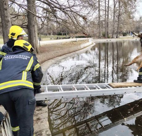 Spasavanje psa u Dunavskom parku.u Novom Sadu