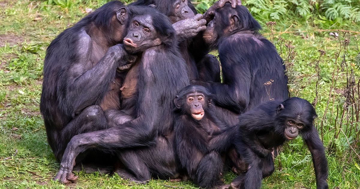 Reputacija bonobo majmuna kao miroljubivih narušena nakon što je u napadu suparničke grupe stradalo mladunče