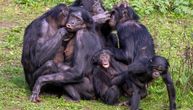 Reputacija bonobo majmuna kao miroljubivih narušena nakon što je u napadu suparničke grupe stradalo mladunče