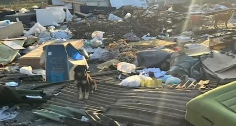 Psi ispred prihvatililšta u Rumi