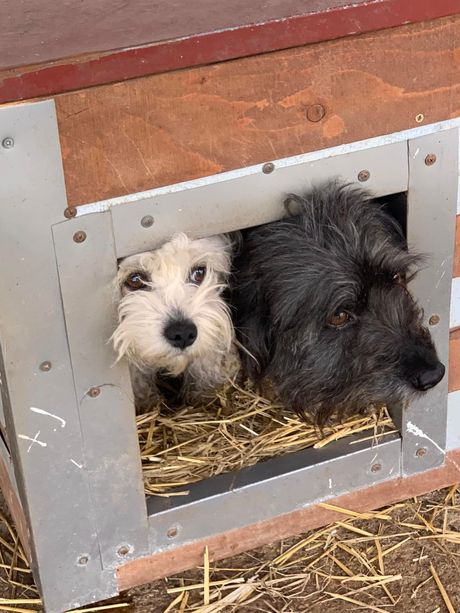 Psi za udomljavanje azil Željkovac Leskovac
