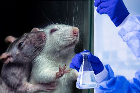 Laboratorija, pacovi