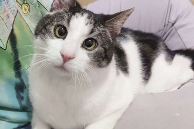 Mačak Zrikiša Zrićković