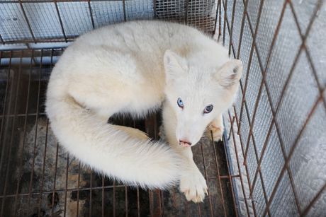 Lisica na farmi krzna