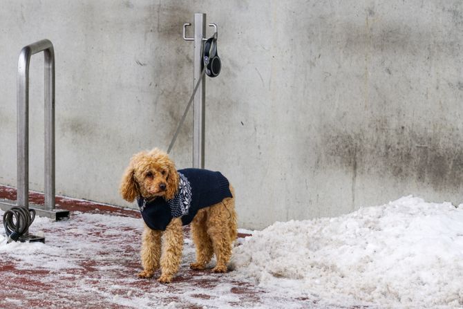 Pas vezan ispred prodavnice