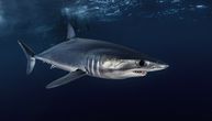 Genetska nada za ugrožene mako ajkule: Da li postoji šansa za opstanak najbrže ajkule na svetu?