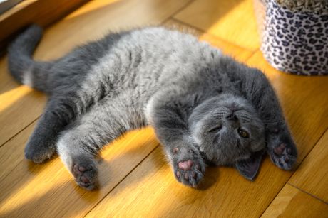 Mačka poza za spavanje