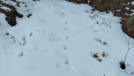 Postavljali foto-zamke na Staroj planini, pa se iznenadili… U snegu pronašli sveže tragove vuka