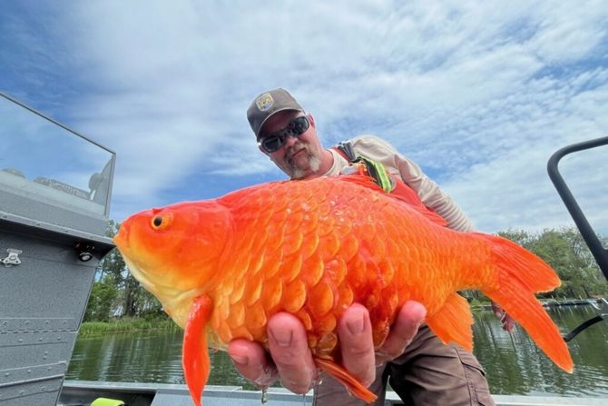 Zlatna riba ribica, džin