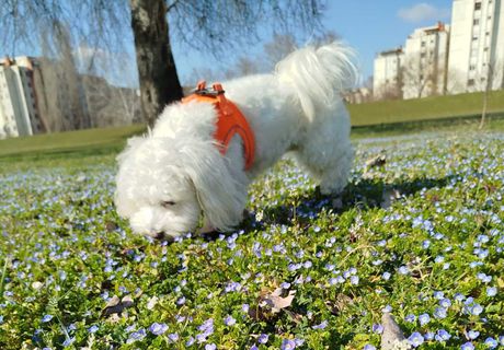 Pas i prolećno cveće