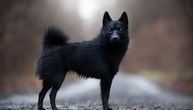 Ovog psa zovu crni đavo: Ne sme da jede crveno meso, ima jaku alergiju na bršljan i ne podnosi strance