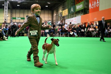 Crufts Freddie Osborne