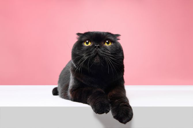 Škotska fold mačka crna